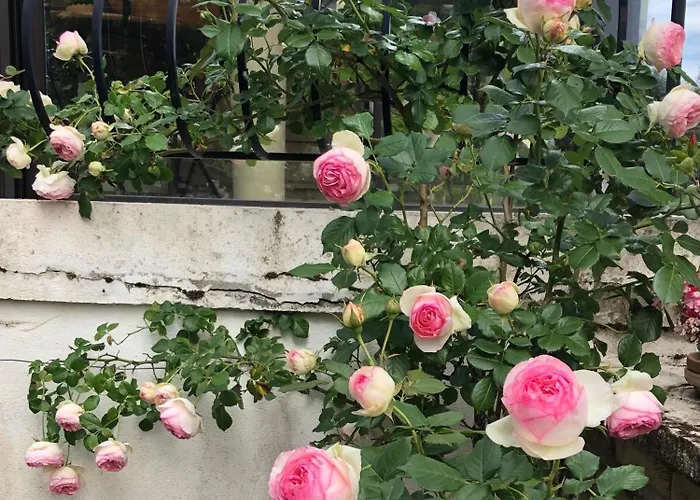 Le Jardin Des Verottes Бон